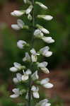 White false indigo